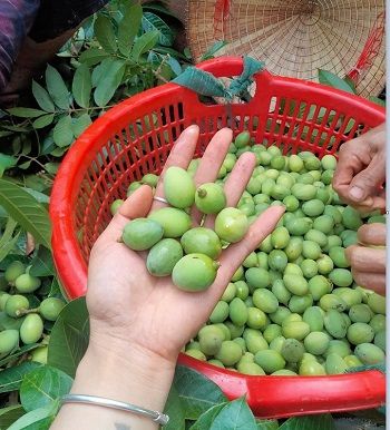 trám xanh giã muối